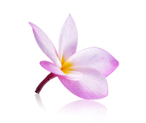 frangipani flowers on white background
