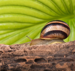 Bright cute snail