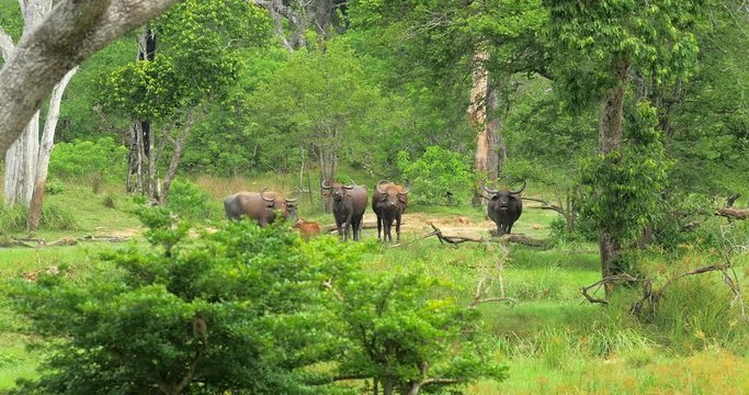 Sri Lanka wildlife animals safari tour. Wild Asian buffaloes in green forest