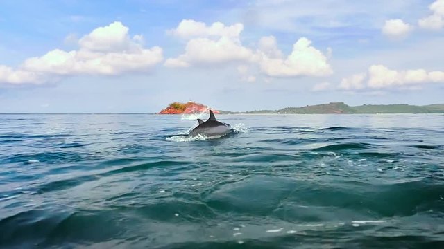 Group of dolphins swim together near sea coast. Beautiful nature slow motion