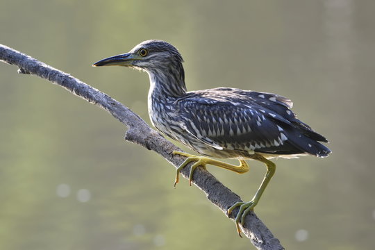 Tarabuso