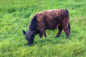 Fototapeta premium Black brown Galloway bull grazing on the slope of an embankment