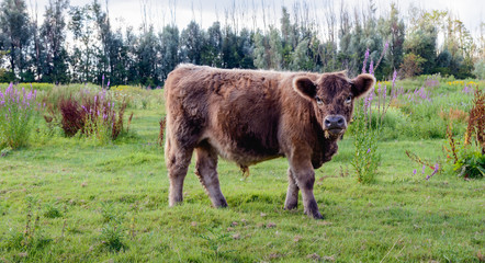 Young Galloway bull peacefully watching the photographer