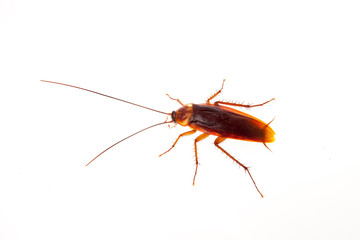 cockroach isolate be alive on white