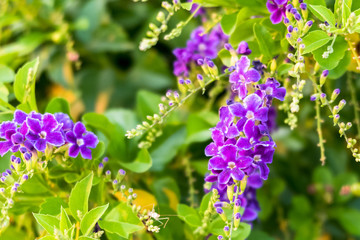Obraz premium Purple flower