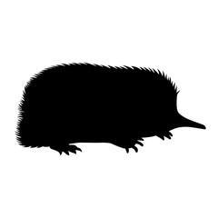 Spiny anteater, shade picture