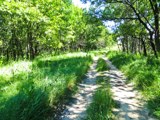 Road in a forest