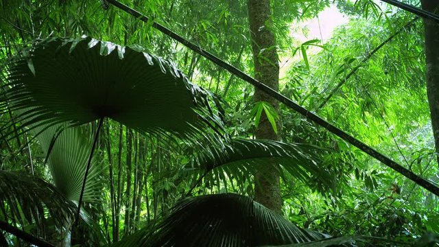 Wet large leaves of palm tree under rain in humid climate of tropical rainforest