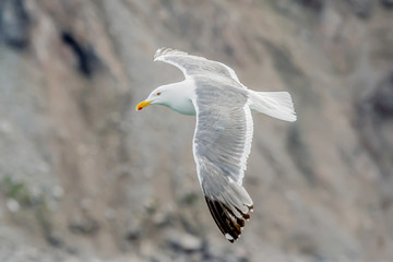 sea gull on the rocks