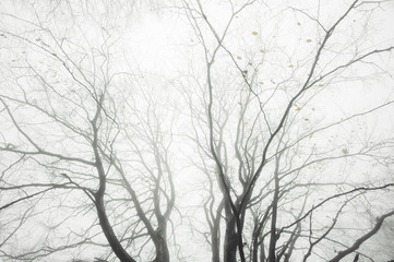 tree branches in fog