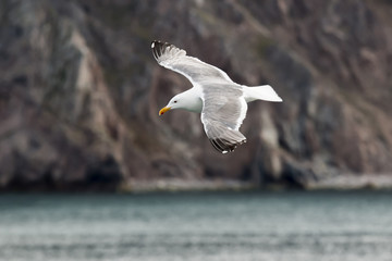 Seagull on the background of rocky shores