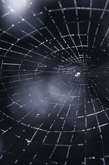 spider web abstract background