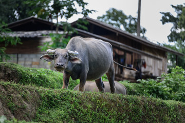 Buffalo of the villagers in northern Thailand.