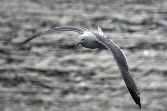 Seagull on the background of the sea surface