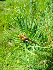 Needles on a branch of the fir tree