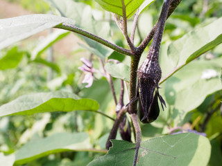 Eggplant
