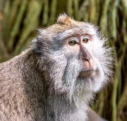 Long tailed macaque in the Monkey Forest