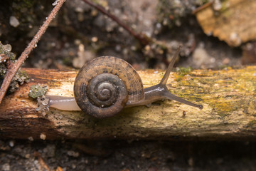 Baby snail
