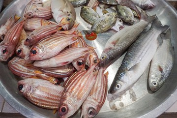 Fresh fish at farmers seafood market