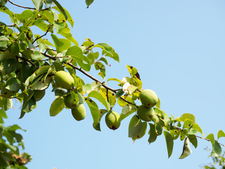 Chinese quince