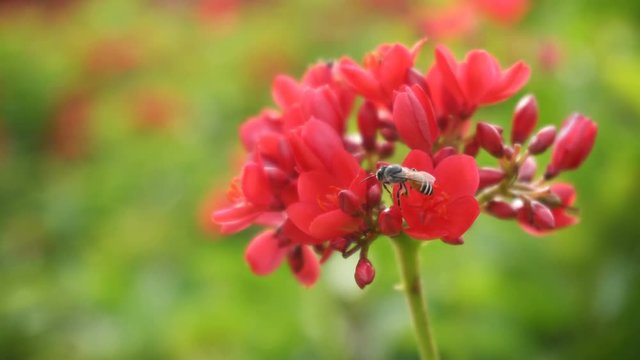 Honey Bee on Spicy jatropha flower (Jatropha integerrima)
