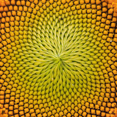 Fototapeta premium Pattern petal of sunflower in texture
