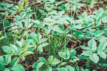 Background composed of short growing plants