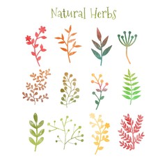Fototapeta na wymiar Natural herbs in watercolor style