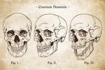 Vector human skulls set hand drawn line art anatomically correct