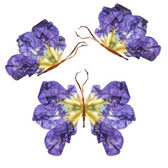 floral butterfly made of flowers