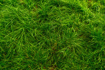 Green grass meadow background
