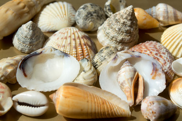shells