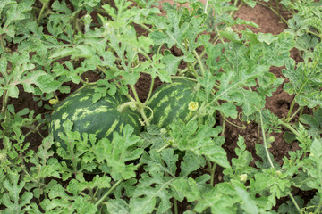 Two melons