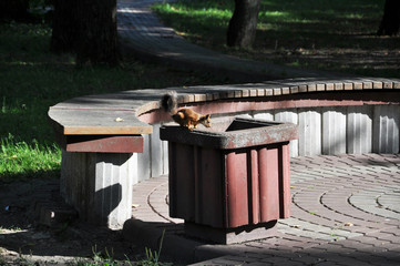 a squirrel sits on a ballot box