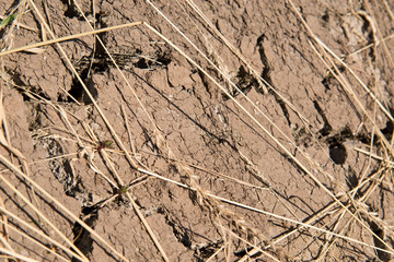 detail of dry soil