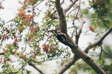 Lesser Spotted Woodpecker (Dendrocopos minor) hanging on branch