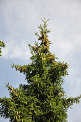 spruce with cones