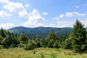 Obraz premium Photo of green forest in brasov mountains in the morning, Romania.