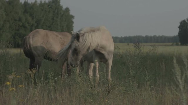 White and brown horse grazing on a green meadow