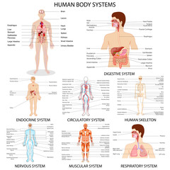 Chart of different Human Organ System - obrazy, fototapety, plakaty
