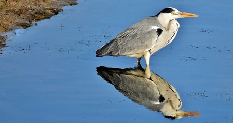 Grey Heron standing in a pond and waiting for prey