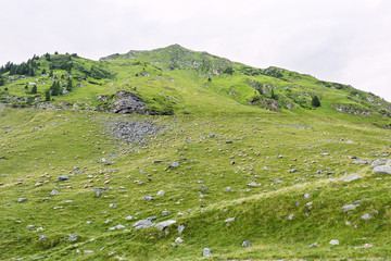Fototapeta na wymiar Photo of green capra peak, and a field full of sheeps grazing in fagaras mountains, Romania.