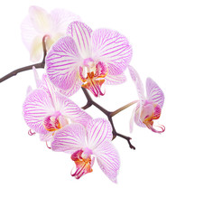 Pink and white  orchid isolated on white.