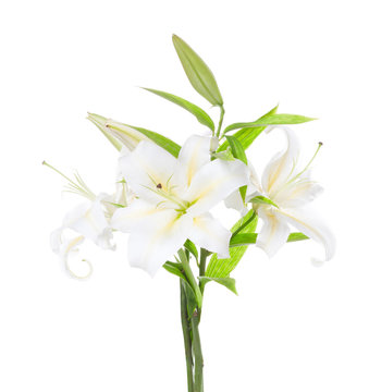 Three white lily isolated on white background