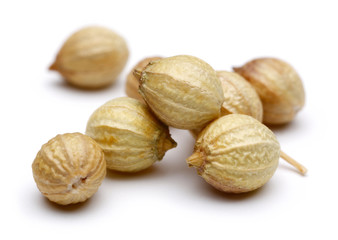 Coriander seeds isolated on white