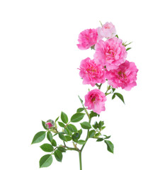 branch with small  pink roses isolated on white.  selective focus