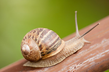 Snail moving slowly