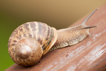 Snail moving slowly