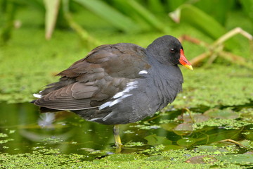 Poule d'eau dans les lentilles d'eau