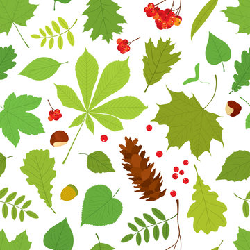 Seamless pattern of different tree leaves - oak, chestnut, birch, Rowan, linden, jasmine, lilac, maple, willow, poplar, sycamore, Rowan berry bunch, acorn, pine cone on white background.